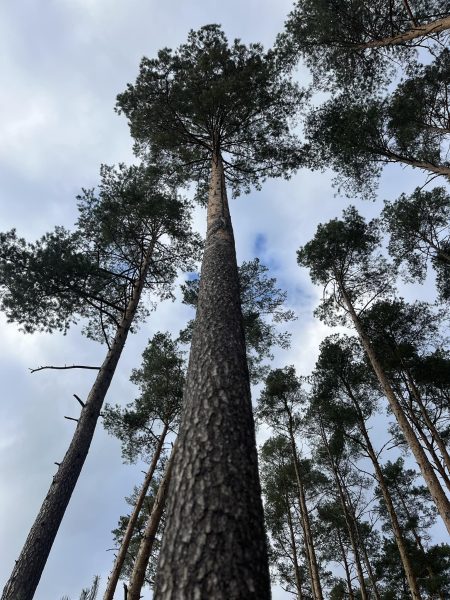 Polska jesień  – zwłaszcza w Borach Tucholskich – jest nadzwyczaj piękna! My mieliśmy niepowtarzalną okazję przebyć jesienny spacer w Nadleśnictwo Zamrzenica, Lasy Państwowe i wysłuchać ciekawych prelekcji, dotyczących domków dla owadów oraz przejść bardzo ciekawą ścieżkę dydaktyczną.